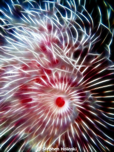 Tube Worm, Photoshopped for fun.  G10 w/ Sea and Sea Stro... by Stephen Holinski 